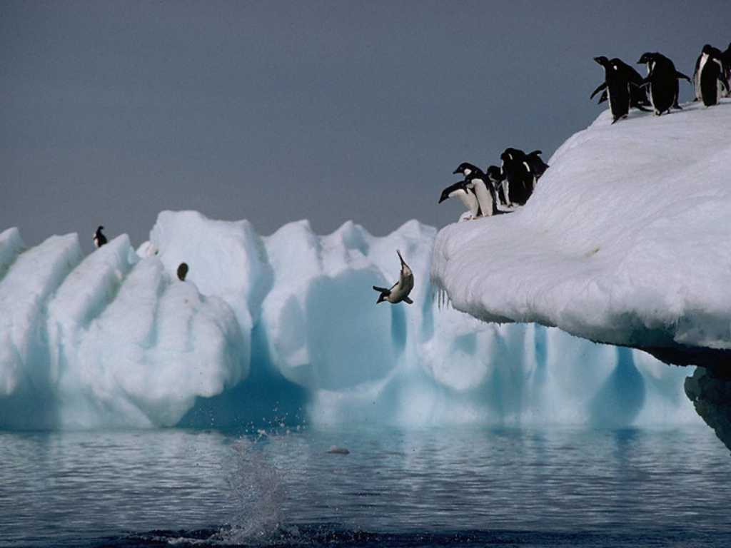 气候企鹅.jpg