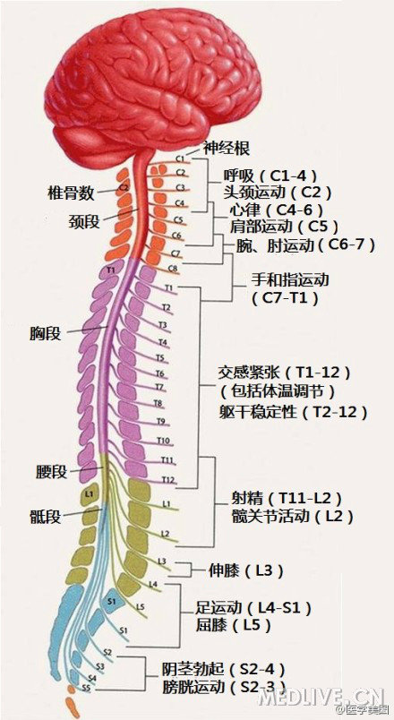 科普：【多图了解】神经系统详解，图文并茂